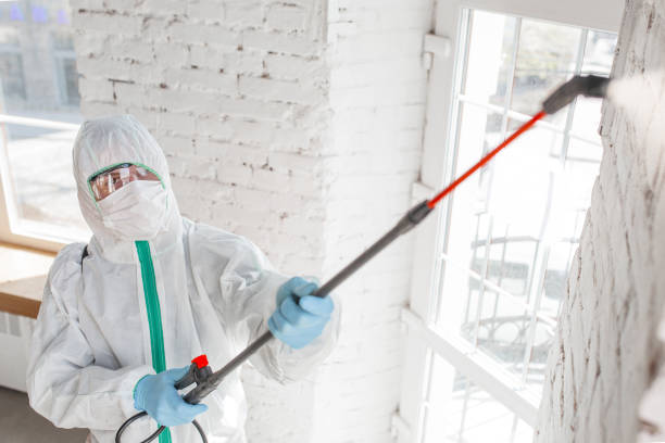 Best Emergency Mold Remediation in USA